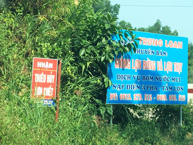 Gian nan xử lý xác lợn chết và 3 ‘gánh nặng’ ở tỉnh vùng biên ảnh 2