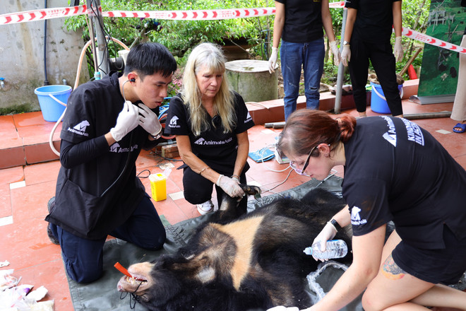 Cứu hộ cá thể gấu ngựa cuối cùng tại Hà Nam về ‘ngôi nhà gấu’ Tam Đảo ảnh 2