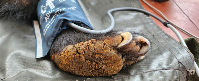 Cứu hộ cá thể gấu ngựa cuối cùng tại Hà Nam về ‘ngôi nhà gấu’ Tam Đảo ảnh 1