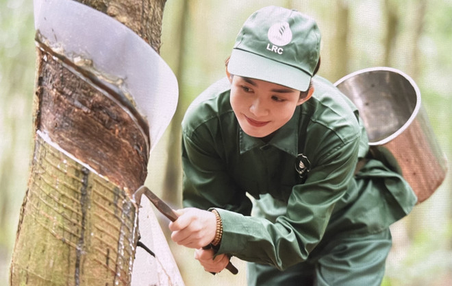 Công nhân cạo mủ cao su tại Nông trường cao su Lộc Ninh. (Ảnh: Hồng Nhung/ TTXVN) TTXVN_2905caosu3.jpg.jpeg