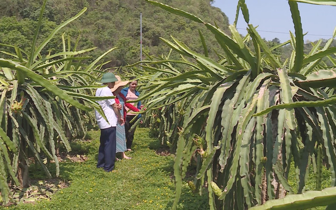 Tỉnh Sơn La đẩy mạnh xuất khẩu thanh long ra nước ngoài ảnh 1