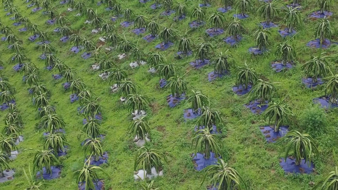 Tỉnh Sơn La đẩy mạnh xuất khẩu thanh long ra nước ngoài ảnh 2