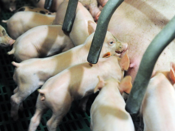 WTO bác khiếu nại của Nga trong vụ kiện nhập khẩu thịt lợn từ EU ảnh 1