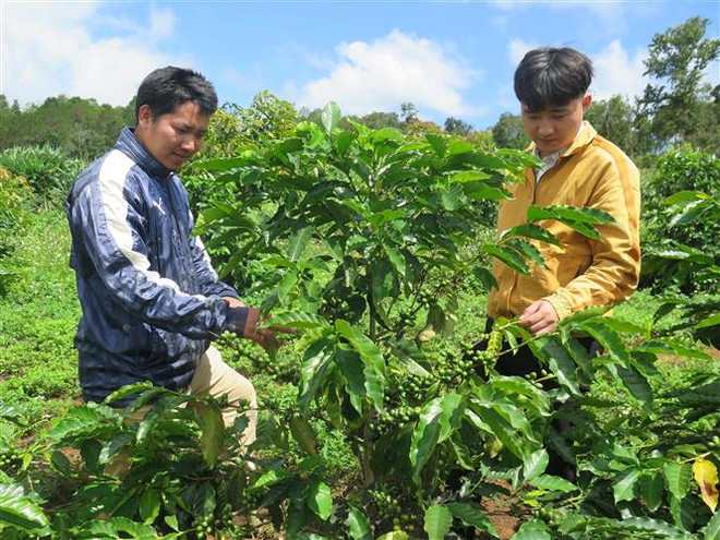 Kon Tum: Càphê xứ lạnh đang dần có chỗ đứng trên thị trường ảnh 2