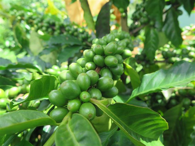 Kon Tum: Càphê xứ lạnh đang dần có chỗ đứng trên thị trường ảnh 1
