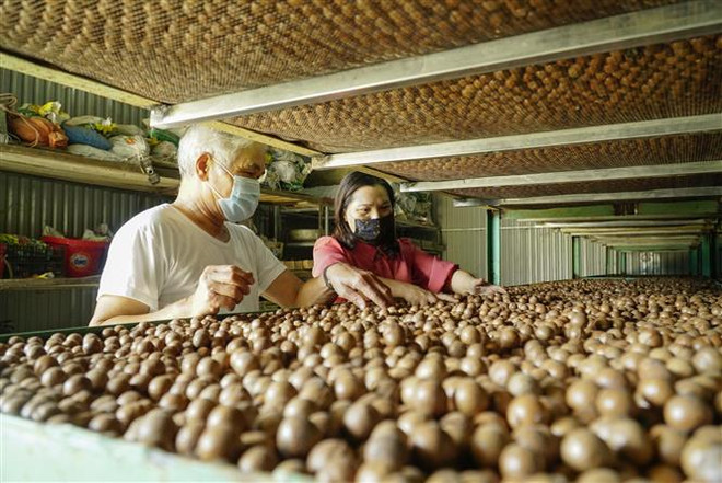 Phát triển macca thành ngành hàng sản xuất hiệu quả, bền vững ảnh 1