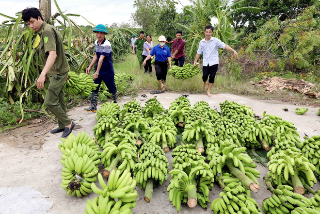 ttxvn thai_binh_giai_cuu_nong_san_cho_nong_dan_sau_bao3_resize.jpg