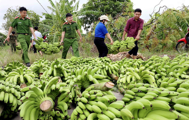 ttxvn thai_binh_giai_cuu_nong_san_cho_nong_dan_sau_bao4_resize.jpg