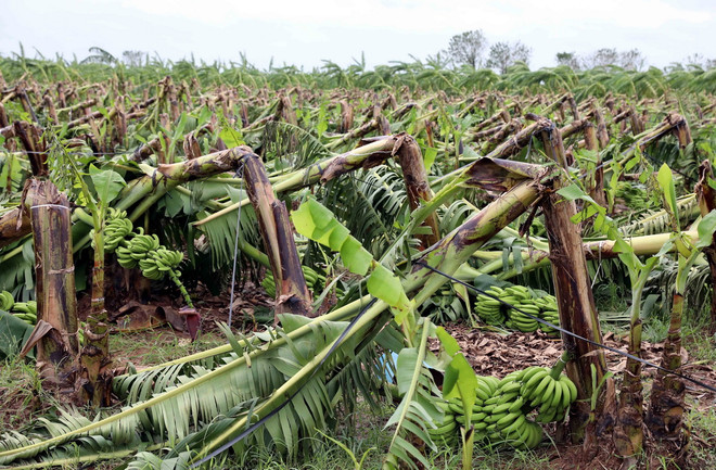 ttxvn thai_binh_giai_cuu_nong_san_cho_nong_dan_sau_bao2_resize.jpg