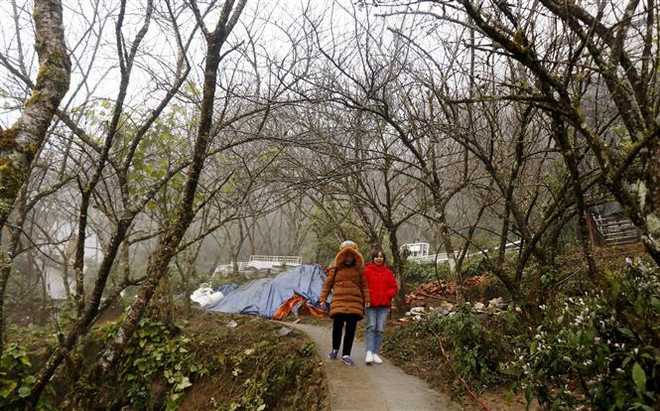 Xác nhận nguồn gốc cây đào, mai nhưng không tạo thêm thủ tục ảnh 1