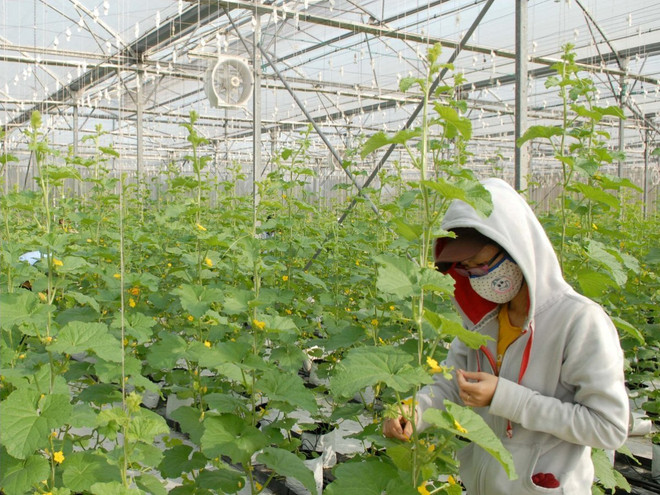 Hà Nội hỗ trợ 64 tỷ đồng phát triển vùng nông nghiệp chuyên canh ảnh 1