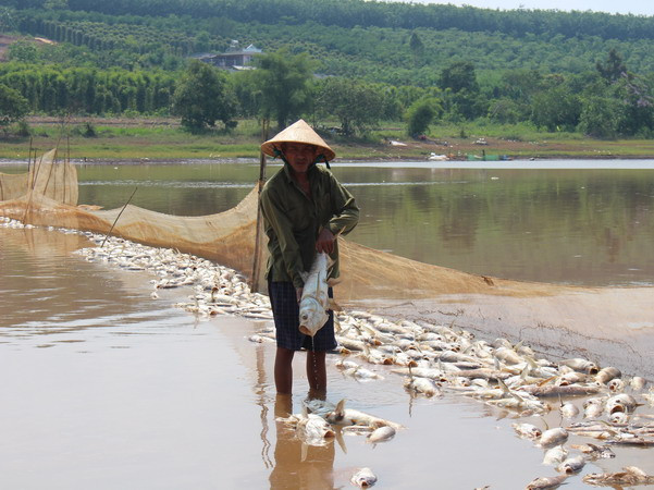 Cá chết hàng loạt tại Bình Phước. (Ảnh: K GỬIH/TTXVN) Bình Phước: Xác định nguyên nhân vụ 20 tấn cá chết ở đập Bình Hà ảnh 1