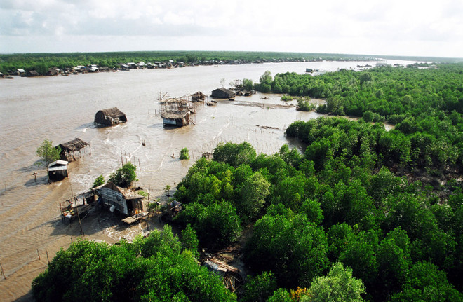 Cà Mau tập trung phát triển mô hình nuôi tôm-rừng bền vững ảnh 1