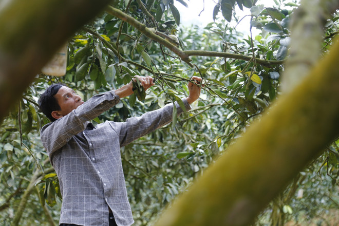 Bí quyết làm giàu của ''đại gia'' người Dao Lý Phúc Hưng ảnh 1