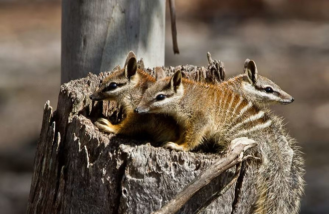 numbat-con-198.jpg