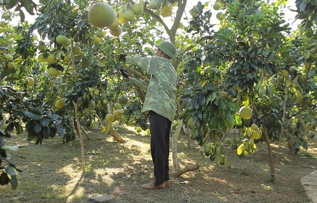 Một hộ dân tham gia sản xuất nông nghiệp hữu cơ. (Ảnh: Vietnam+) Thủ tướng giao Bộ NN&PTNT xử lý thông tin báo VietnamPlus phản ánh ảnh 1