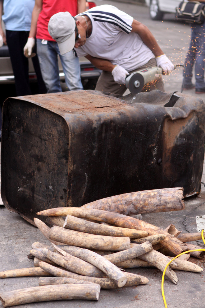 Phát hiện vụ vận chuyển ngà voi, sừng tê giác tại sân bay Nội Bài ảnh 1