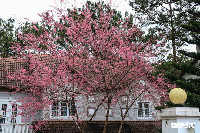 Kon Tum: Hoa anh đào tại Măng Đen nở rực rỡ trong ngày đầu năm 2022 ảnh 1