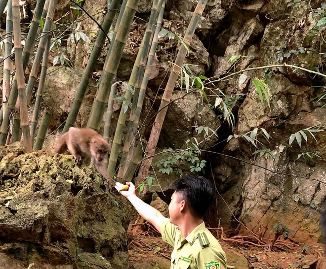 Hòa Bình: Bảo vệ quần thể khỉ vàng và các loài động vật hoang dã ảnh 1