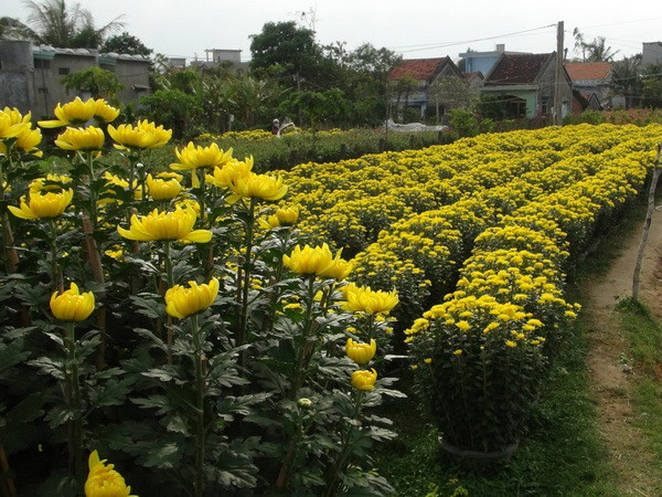 Các làng hoa sẵn sàng cung ứng cho thị trường Tết ảnh 1