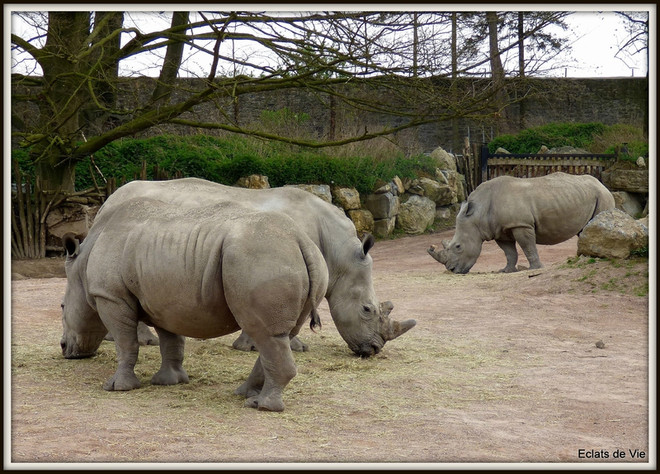 Vườn bách thú Bỉ bảo vệ tê giác bằng cách cưa ngắn sừng ảnh 1