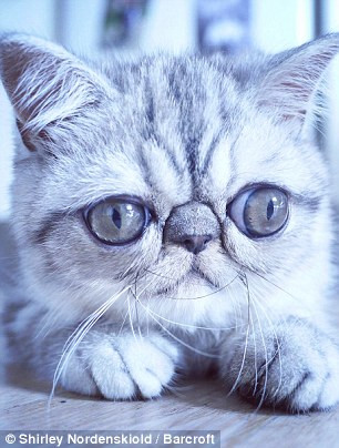 Chú mèo không thể khép mắt lại hoàn toàn vì đôi mắt quá lớn ảnh 4