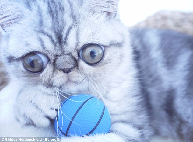 Chú mèo không thể khép mắt lại hoàn toàn vì đôi mắt quá lớn ảnh 5