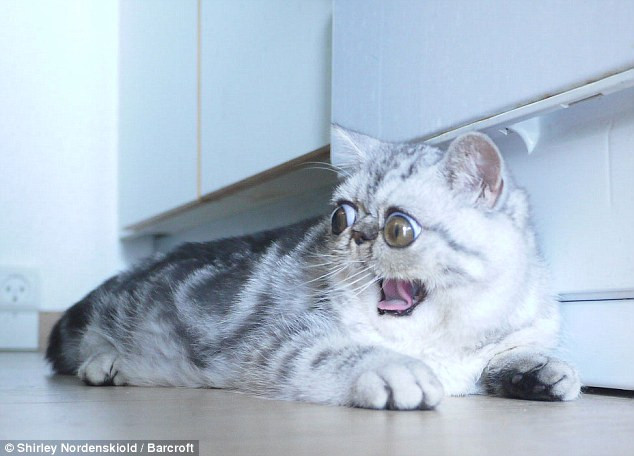 Chú mèo không thể khép mắt lại hoàn toàn vì đôi mắt quá lớn ảnh 1