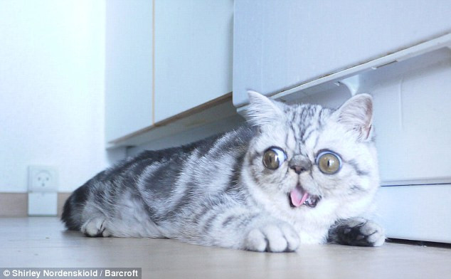 Chú mèo không thể khép mắt lại hoàn toàn vì đôi mắt quá lớn ảnh 2