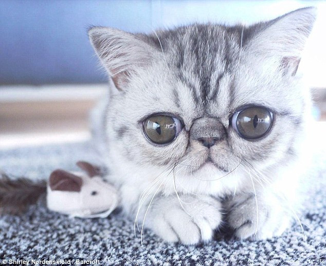 Chú mèo không thể khép mắt lại hoàn toàn vì đôi mắt quá lớn ảnh 6