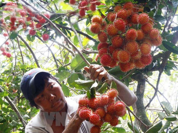 Người nông dân thu hoạch chôm chôm. (Ảnh: Đình Huệ/TTXVN) Chôm chôm Việt Nam chính thức thâm nhập vào thị trường New Zealand ảnh 2
