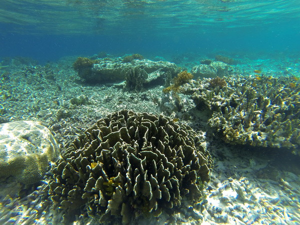 Axít hóa đại dương tốc độ cực nhanh đe dọa toàn bộ sinh vật biển ảnh 1