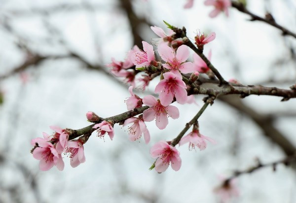 [Podcast] Những ca khúc bất hủ về mùa Xuân của các nhạc sỹ nổi tiếng ảnh 1