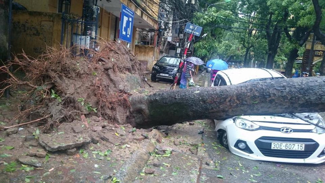 [Video] Cây xanh bật gốc "hạ gục" ôtô và gây ách tắc giao thông ảnh 1