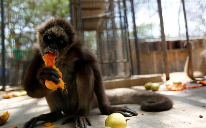 Venezuela: Cá thể động vật ở vườn thú chết đói dần mòn ảnh 2
