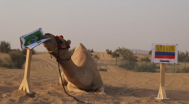 Lạc đà “tiên tri” Shaheen mang tin dữ tới cho tuyển Colombia ảnh 1