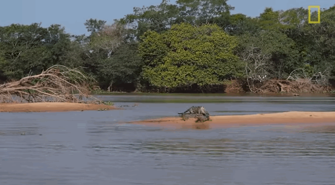Cận cảnh báo đốm lao vào kết liễu cá sấu nhanh như chớp ảnh 1