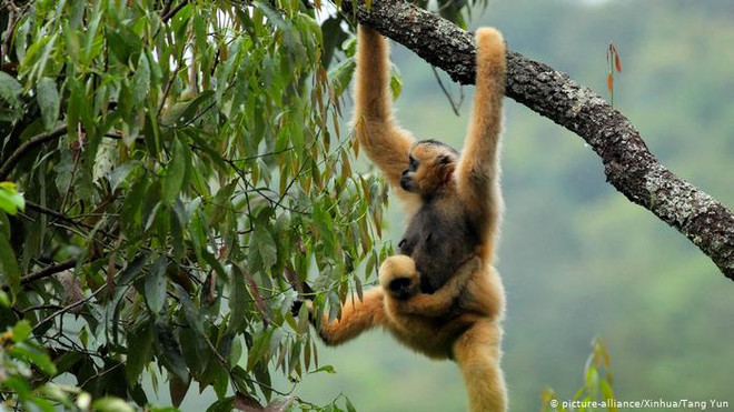 Thế giới chưa đạt đột phá cần thiết trong bảo vệ hệ sinh thái toàn cầu ảnh 1