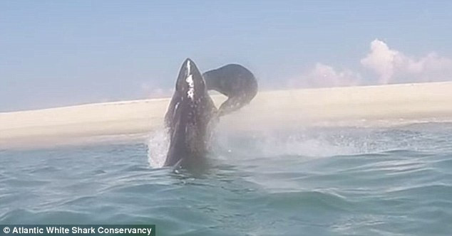 Hải cẩu gây kinh ngạc khi dùng đuôi để chống trả cá mập trắng ảnh 1