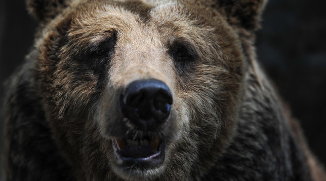 [Video] Chú gấu nổi điên, cắn nát bánh chiếc xe gây tai nạn ảnh 1