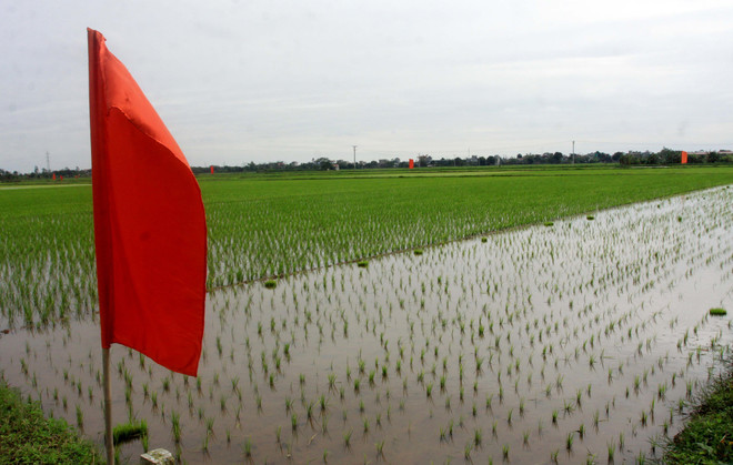 Khởi động dự án cải tiến chuỗi giá trị lúa gạo Đồng bằng sông Hồng ảnh 1