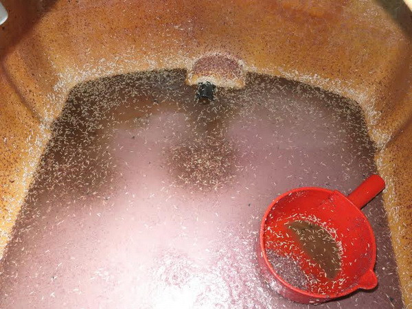 Bình Dương: Phát hiện nhiều thùng mắm tôm bẩn, có ấu trùng dòi ảnh 2