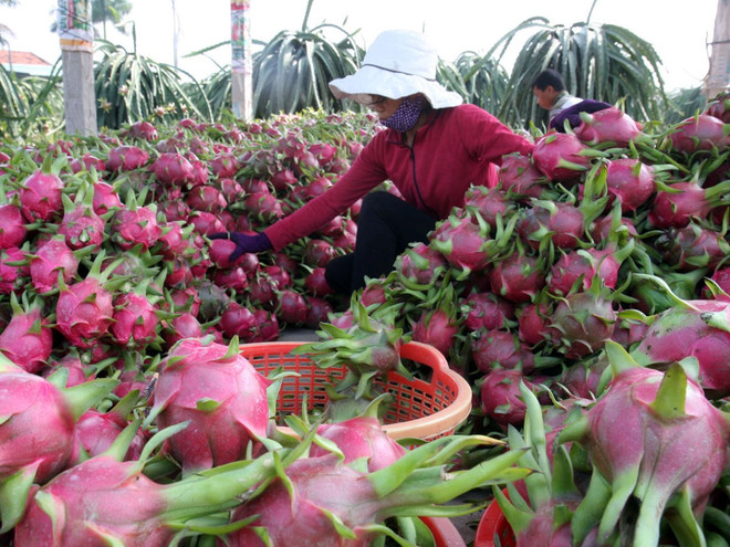 Tái cơ cấu nông nghiệp: Doanh nghiệp cần “chung thuyền” với nông dân ảnh 1