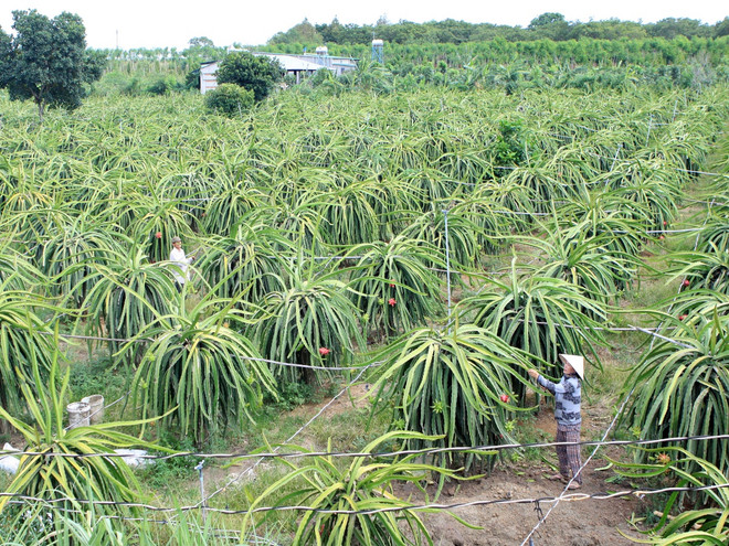 Tái cơ cấu nông nghiệp: Doanh nghiệp cần “chung thuyền” với nông dân ảnh 2