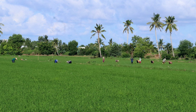 Nông dân xã Vĩnh Hòa Hiệp, huyện Châu Thành (Kiên Giang) dặm lúa Thu Đông 2024. (Ảnh: Lê Huy Hải/TTXVN) ttxvn lua kien giang3.jpg