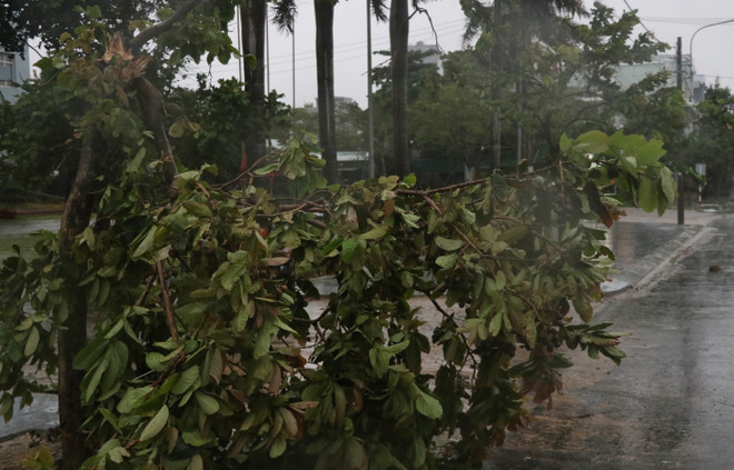 Phú Yên: Mưa rất to, gió giật mạnh, nhiều cây xanh đổ, 38 xã mất điện ảnh 1