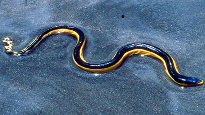 Rắn biển có thể sống sót mà không cần nhiều đến nước ảnh 1