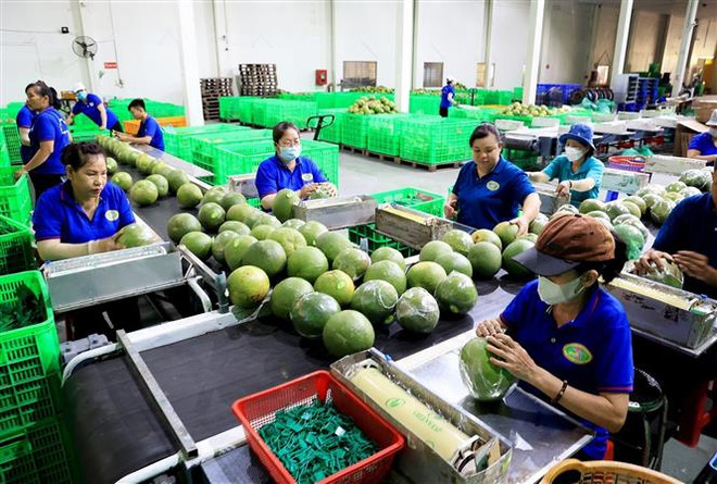 Dây chuyền dán mác, đóng bao bì sản phẩm bưởi da xanh Bến Tre. (Ảnh: Hồng Đạt/TTXVN) Bến Tre: Kinh tế tập thể phát huy vai trò xây dựng nông dân khá giả ảnh 1