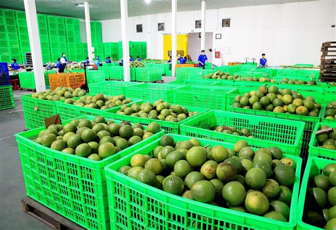 Cơ sở Hương Miền Tây (ấp Phước Trung, xã Phước Mỹ Trung, huyện Mỏ Cày Bắc, tỉnh Bến Tre) chuyên cung cấp bưởi da xanh thương phẩm cho thị trường nội địa và xuất khẩu. (Ảnh: Hồng Đạt/TTXVN) Bến Tre: Kinh tế tập thể phát huy vai trò xây dựng nông dân khá giả ảnh 2