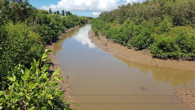 Khẩn trương chống hạn cứu rừng phòng hộ ven biển ở Sóc Trăng ảnh 2
